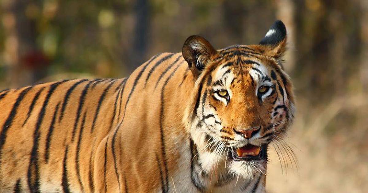 Three tiger foundations discuss action plan for tiger conservation